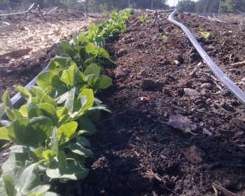 Wasatch Community Gardens - Community Gardens