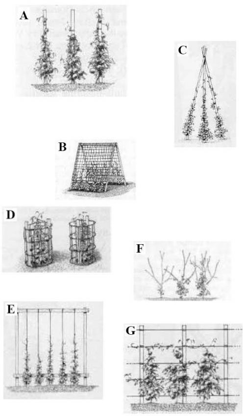 trellis