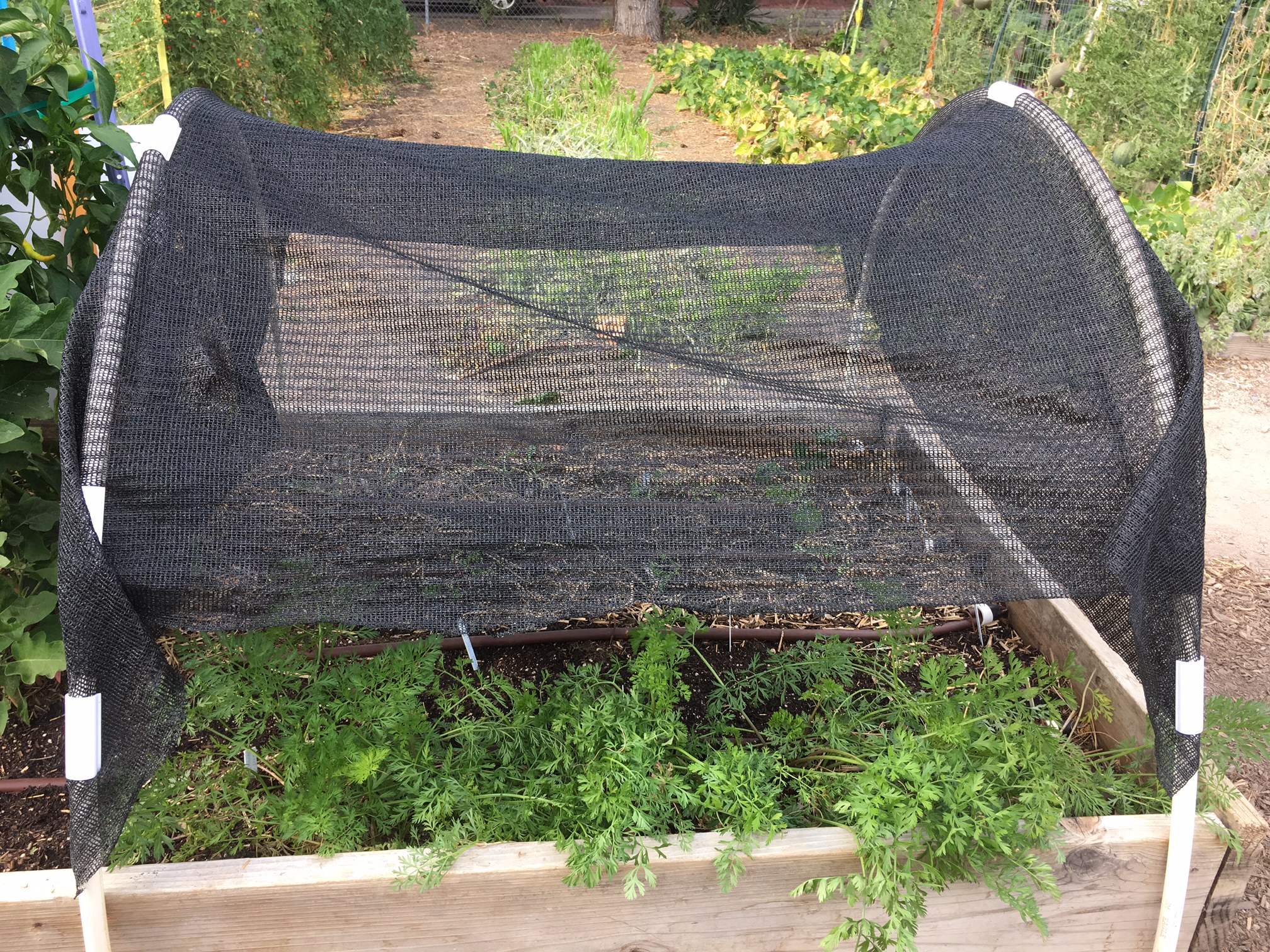 shade cloth over hoops demo bed July