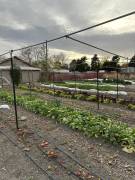 Vegetable beds at the Farm Incubator Group Site