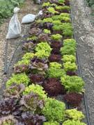 Leafy greens growing in an in-ground bed