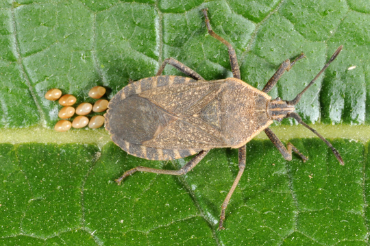 EDP_External_Webinars_PestDisease_Squashbug_Photo.png