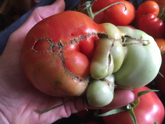 EDP_External_Webinars_Photos_WhatsWrongTomatoes.jpg