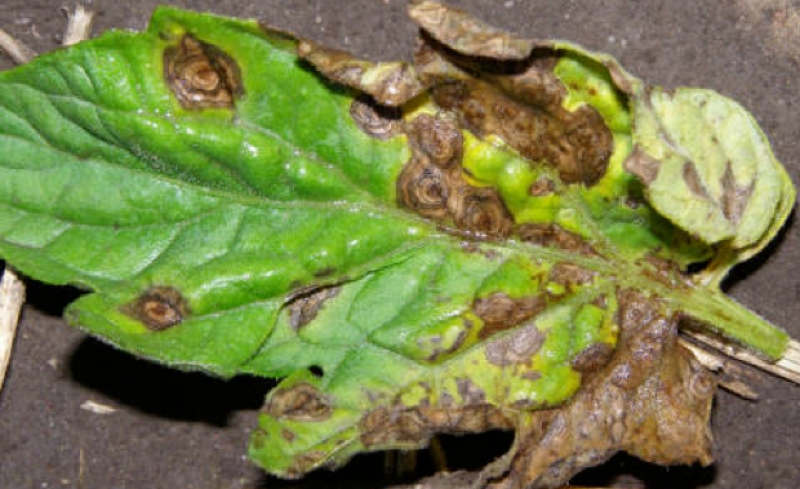 Early Blight in Tomatoes