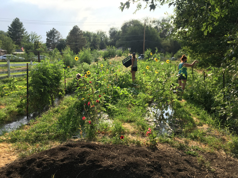 Honoring The Green Urban Lunch Box