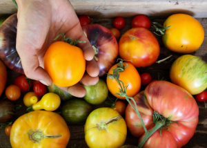 The Golden Tomato Society