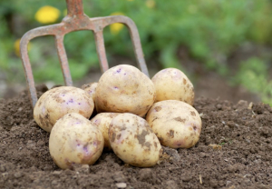 Potato Planting &amp; Hilling: How-To Video