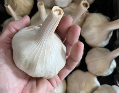 Garlic: "How To Plant and Grow" Video
