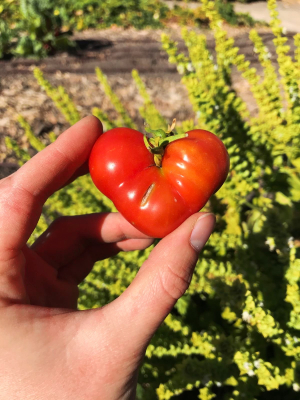 Join our Pals of the Plant Sale (PoPS)!
