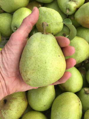 Organic Fruit Tree Care Calendar
