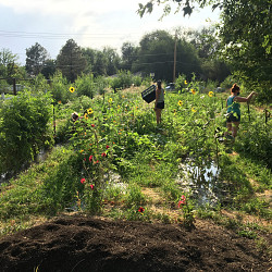 Honoring The Green Urban Lunch Box