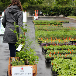 WCG's Spring Plant Sale: Saturday,  May 7, Open to the Public
